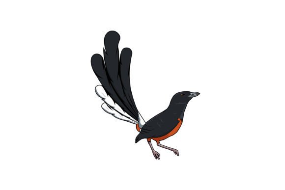 Magpie Robin Bird Design Vector